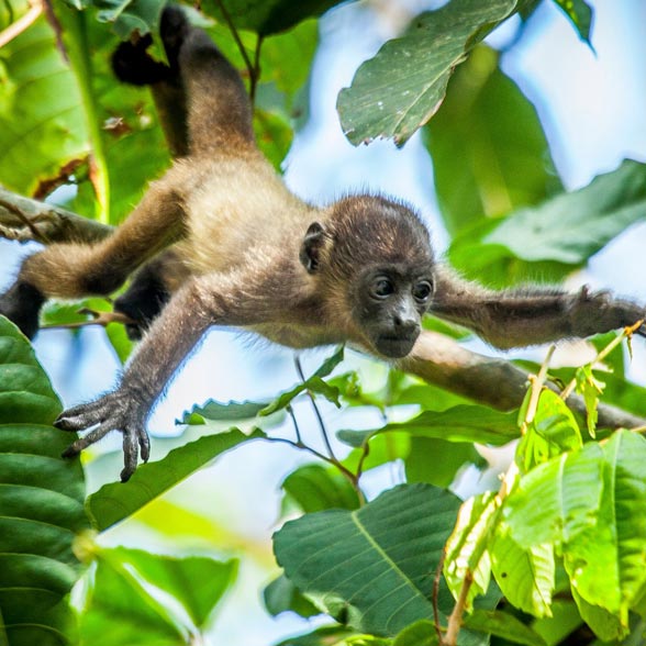 CORCOVADO NATIONAL PARK