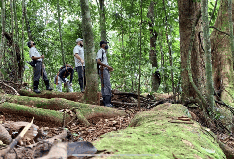 Our team and Lapa Ríos nature guides revising trails with evidence of presence of species of terrestrial mammals.