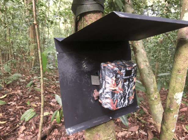 Camera trap installed and protected with a rain cover