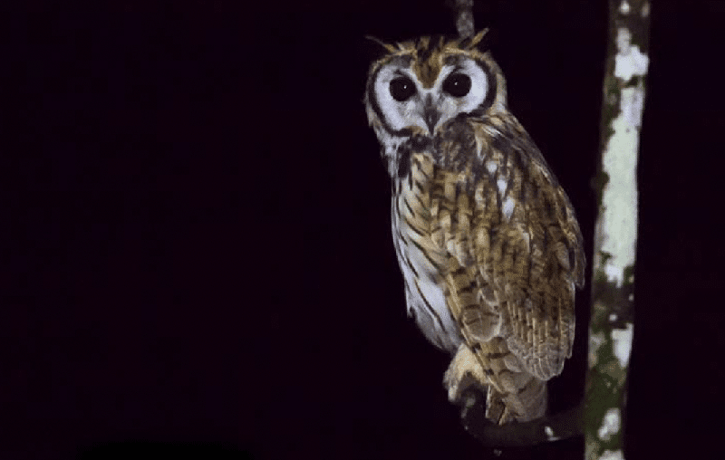 Night Walk at Lapa Rios Lodge
