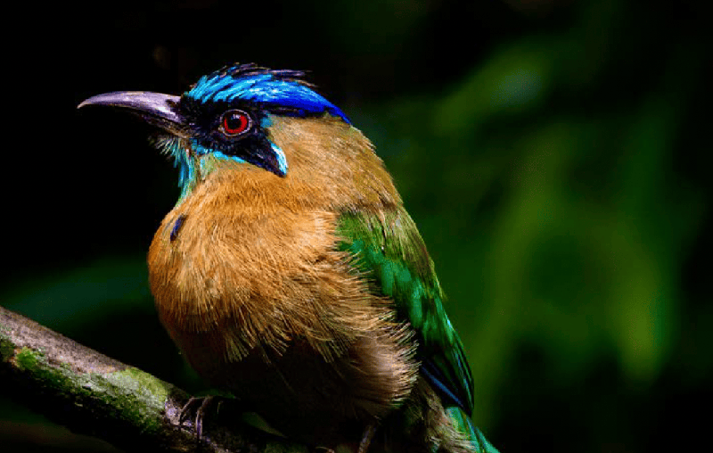 Sunset Birds experience at Lapa Rios Lodge