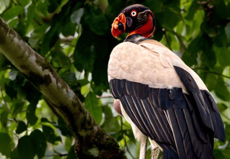 Early Birds experience at Lapa Rios Lodge
